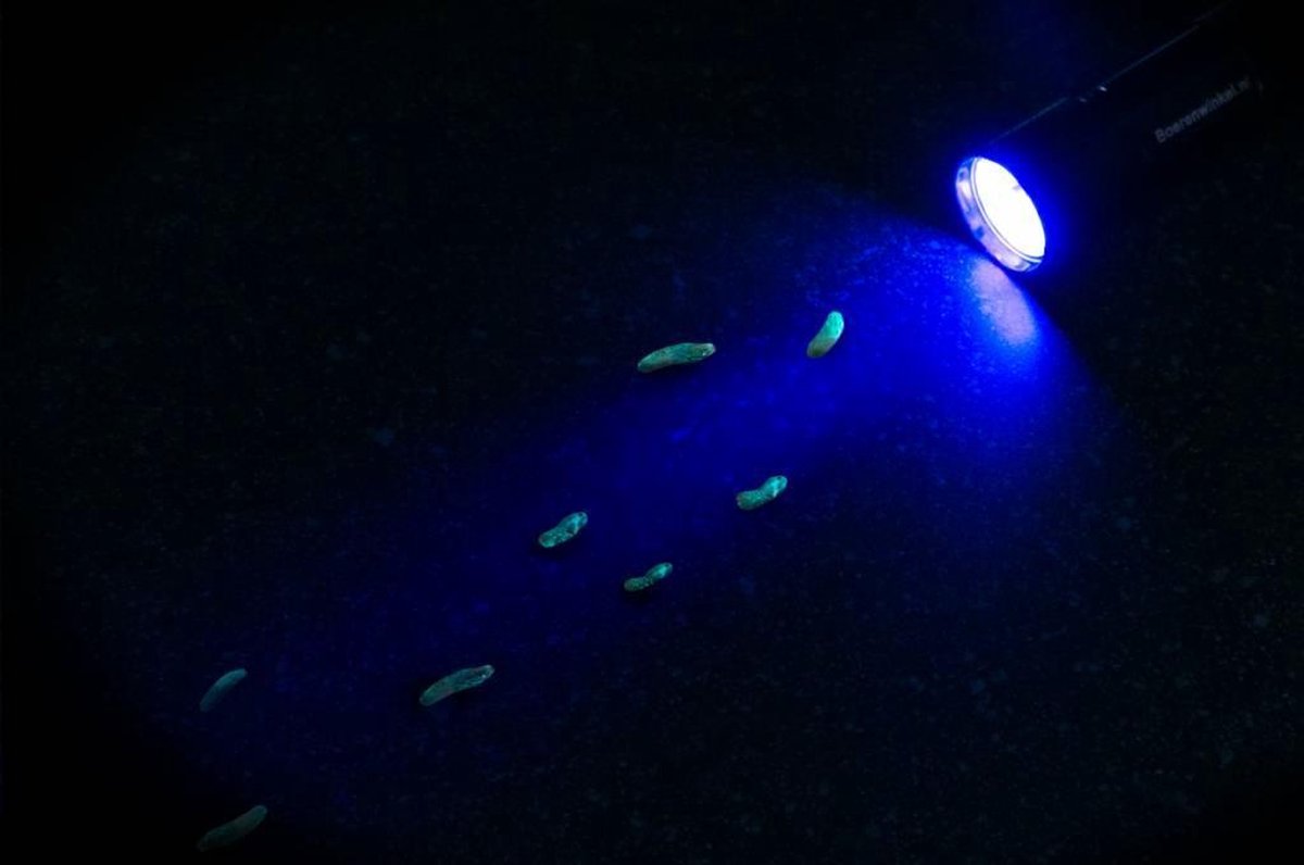 Zaklantaarn 5-led UV black light – Zaklamp – Led zaklamp op batterijen –UV lamp – Blacklight zaklamp – Blacklight om uitwerpselen te volgen – Zaklamp om muizen te vangen – 9 cm – Zwart
