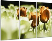 Glasschilderij Tulpen - Bruin, Groen, Wit - 120x80cm 3Luik - Foto Op Glas - Geen Acrylglas Schilderij - GroepArt 6000+ Glas Art Collectie - Maatwerk Mogelijk