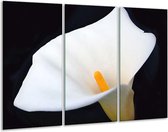 Glasschilderij Bloem - Wit, Geel, Zwart - 120x80cm 3Luik - Foto Op Glas - Geen Acrylglas Schilderij - GroepArt 6000+ Glas Art Collectie - Maatwerk Mogelijk