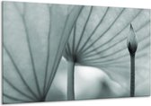 Glasschilderij Bloem - Grijs, Groen - 120x70cm 1Luik - Foto Op Glas - Geen Acrylglas Schilderij - GroepArt 6000+ Glasschilderijen Art Collectie - Wanddecoratie - Woonkamer - Slaapkamer