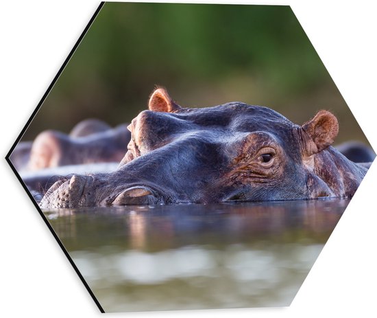 Dibond Hexagon - Nijlpaarden Zwemmend aan het Wateroppervlak - 30x26.1 cm Foto op Hexagon (Met Ophangsysteem)