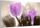 Peinture sur verre tulipe | Violet, gris | 120x70cm 1Hatch | Tirage photo sur verre |  F005054