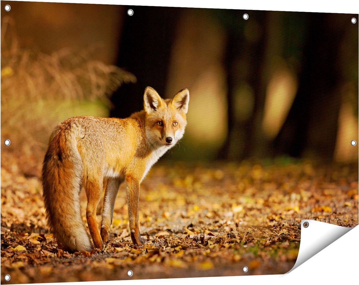 Gards Tuinposter Vos in het Herfstbos - 120x80 cm - Tuindoek - Tuindecoratie - Wanddecoratie buiten - Tuinschilderij Multikleur