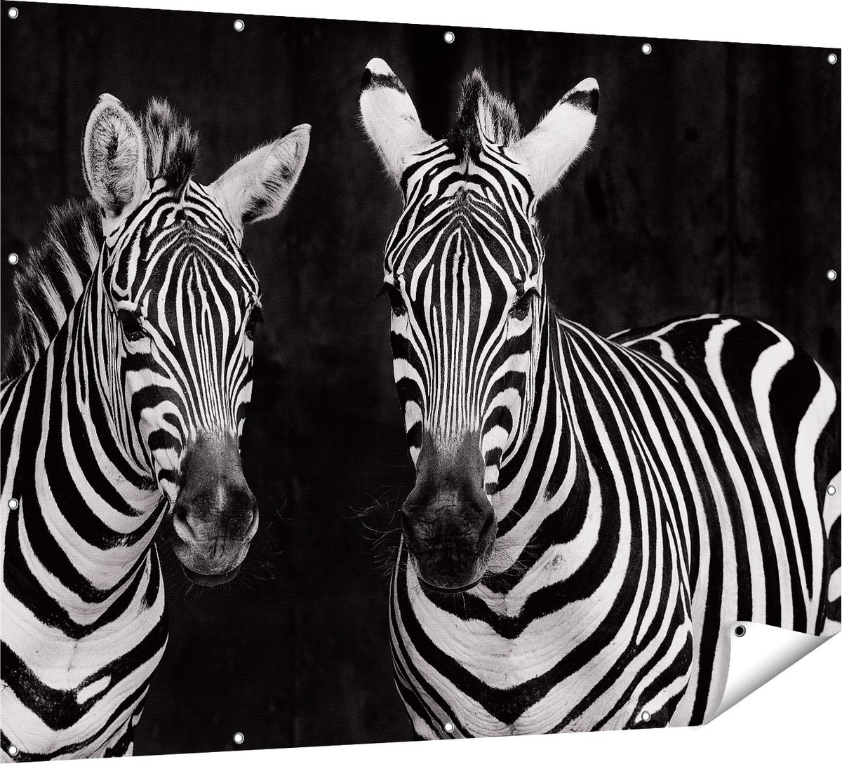 Gards Tuinposter Twee Zebra's - Zwart Wit - 160x120 cm - Tuindoek - Tuindecoratie - Wanddecoratie buiten - Tuinschilderij Multikleur