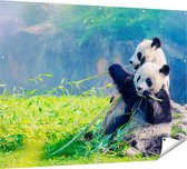 Gards Tuinposter Twee Panda's Eten Bamboe Riet - 160x120 cm - Tuindoek - Tuindecoratie - Wanddecoratie buiten - Tuinschilderij