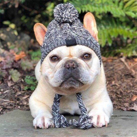 Chapeau pour chien Bolture - Grijs - Taille S - Bonnet tricoté - Coupe-vent  -... | bol