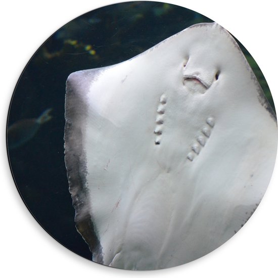 Dibond Muurcirkel - Onderaanzicht van Rog zwemmend tegen Aquarium - 50x50 cm Foto op Aluminium Muurcirkel (met ophangsysteem)