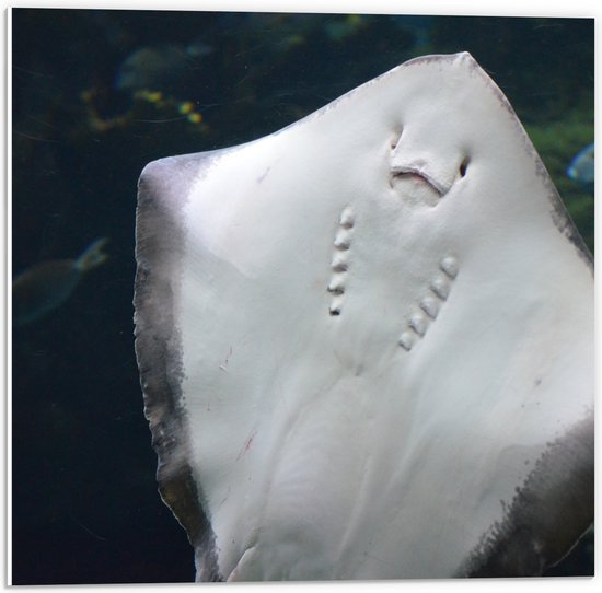 PVC Schuimplaat - Onderaanzicht van Rog zwemmend tegen Aquarium - 50x50 cm Foto op PVC Schuimplaat (Met Ophangsysteem)