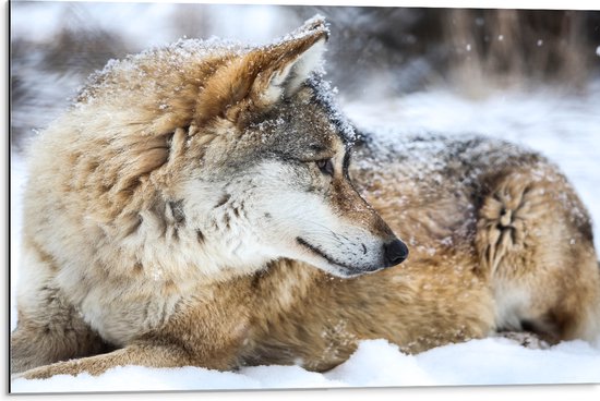 Dibond - Omkijkende Bruine Wolf liggend in Besneeuwd Bos - 75x50 cm Foto op Aluminium (Wanddecoratie van metaal)