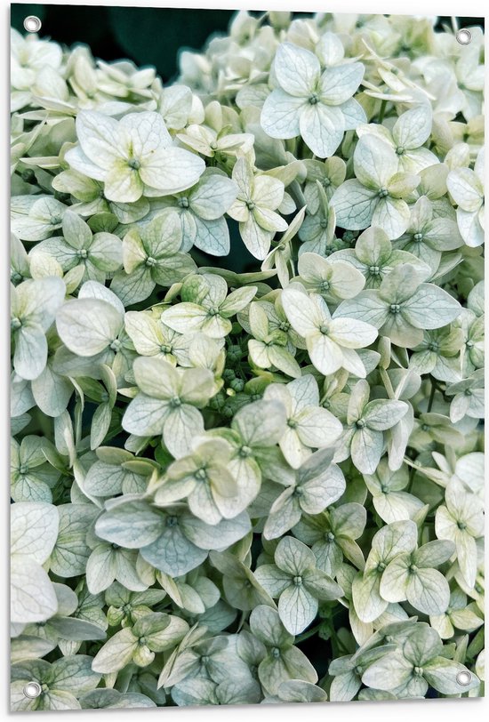 Tuinposter – Struik van Kleine Groene Planten - 60x90 cm Foto op Tuinposter (wanddecoratie voor buiten en binnen)