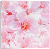 Dibond - Japanse Sakura Bloesem Bloemen in het Roze - 50x50 cm Foto op Aluminium (Met Ophangsysteem)
