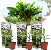 Plant in a Box - Set de 3 Musa Basjoo - plants de bananier rustiques - Pot ⌀ 9cm -Hauteur ↕ 30-40cm