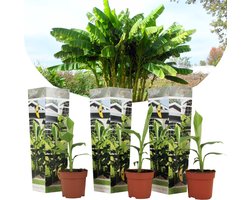Plant in a Box - Musa Basjoo - Set van 3 - Winterharde bananenplanten - Tuinbanaan - Pot 9cm - Hoogte 25-40cm