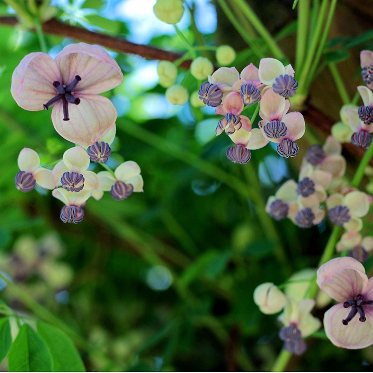 Akebia Quinata Schijnaugurk - Klimplant - 50-60 cm in pot | bol.com