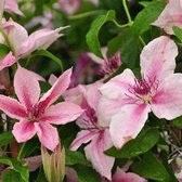 Clematis 'Pink Fantasy' - Bosrank - 50-60 cm: Klimplant met lichtroze bloemen met donkerroze strepen, bloeit in de zomer en herfst.