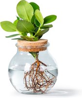 WL Plants - Hydroponique - Clusia - Apple fig - Plante d'intérieur unique - En verre convexe avec bouchon en liège - Très facile d'entretien - 12cm de diamètre - ± 30cm de haut