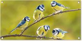 Tuinposter vogels - Tuindecoratie pimpelmees - 80x40 cm - Wanddecoratie voor buiten - Schutting decoratie natuur - Buitenposter - Schuttingdoek - Tuindoeken - Tuinversiering - Tuin doek - Balkon poster