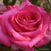 Kordes Eleganza® roos - Rosa 'Parole'® - Plant-o-fix 20-30 cm