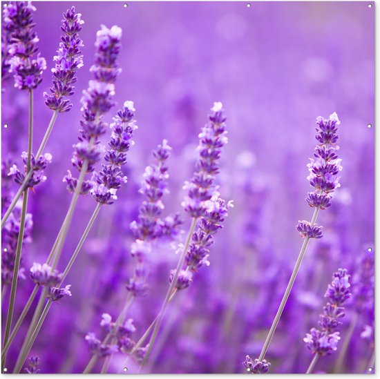 Tuin poster Lavendel - Close-up - Bloemen - Paars - 200x200 cm - Tuindoek - Buitenposter