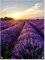 Tuinschilderij Lavendel - Bloemen - Zonsondergang - Paars - 60x80 cm - Tuinposter - Tuindoek - Buitenposter