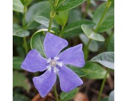 6x Grote Maagdenpalm - Vinca major - Pot 9x9cm