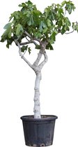 Figuier - Ficus carica 150-175 cm (circonférence du tronc 18 - 20 cm)