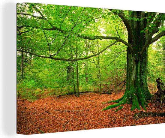 Canvas Schilderijen - Bos - Bladeren - Mos - Wanddecoratie