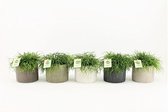 Cactussen van Botanicly – 5 × Rotskoraal in keramische pot als set – Hoogte: 20 cm – Rhipsalis Oasis