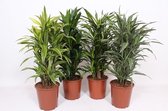 Kamerplanten van Botanicly – 4 × Drakenboom – Hoogte: 120 cm – Dracaena derem.