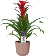 Bloem van Botanicly – Guzmania in roze ELHO plastic pot als set – Hoogte: 50 cm – Guzmania Calypso