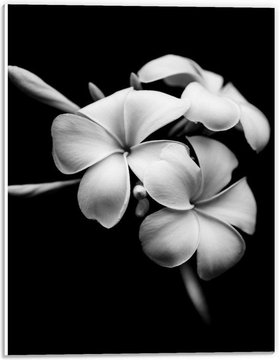 Forex - Donkere Achtergrond bij Witte Bloemen - 30x40cm Foto op Forex