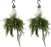 Decorum Duo Aeschynanthus japhrolepis – ↨ 40cm – ⌀ 17cm