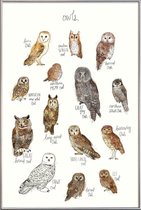 JUNIQE - Poster met kunststof lijst Uilen illustratie -60x90 /Bruin &