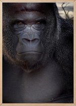 Poster Met Eiken Lijst - Zilverrug Gorilla Poster