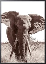 Poster Met Zwarte Lijst - Afrikaanse Bush Olifant Poster