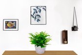 Kamerplant Adianthum Fritz Luthi – Venushaar - ± 20cm hoog – 12 cm diameter - in betonnen lila pot