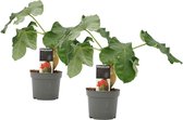 Kamerplanten van Botanicly – 2 × Jatropha podagrica – Hoogte: 30 cm