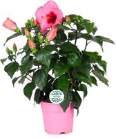 Bloem van Botanicly – Hibiscus rosa-sinensis Adonis – Hoogte: 45 cm