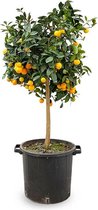Sinaasappelboom XL