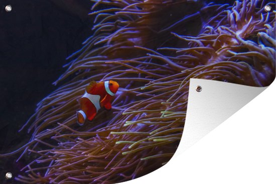 Muurdecoratie Nemo - Vissen - Koraal - 180x120 cm - Tuinposter - Tuindoek - Buitenposter