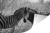 Tuindecoratie Twee zebra's - 60x40 cm - Tuinposter - Tuindoek - Buitenposter