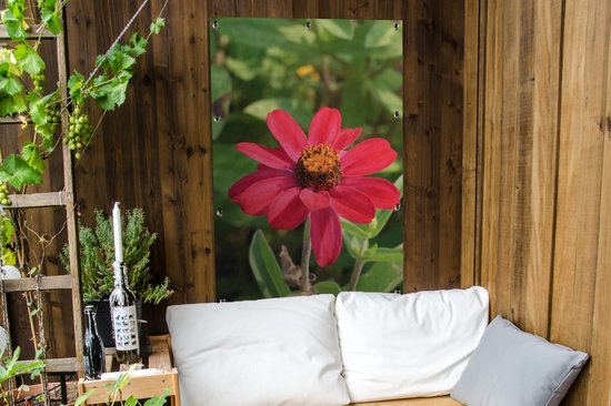 Affiche de jardin fleur de zinnia rouge 80x120 cm - Toile de jardin / Toile d'extérieur / Peintures pour l'extérieur (décoration de jardin)