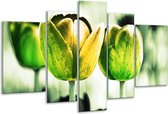 Glasschilderij Tulp - Geel, Groen, Wit - 170x100cm 5Luik - Foto Op Glas - Geen Acrylglas Schilderij - 6000+ Glasschilderijen Collectie - Wanddecoratie