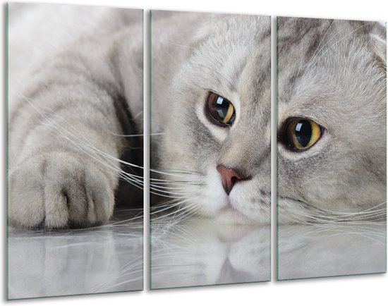 Glasschilderij Kat, Dieren - Grijs, Bruin - 120x80cm 3Luik - Foto Op Glas - Geen Acrylglas Schilderij - GroepArt 6000+ Glas Art Collectie - Maatwerk Mogelijk