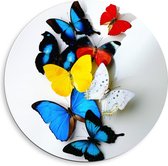Forex Wandcirkel - Geel/Blauw/ode Vlinders op Witte Achtergrond - 40x40cm Foto op Wandcirkel (met ophangsysteem)