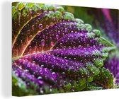Canvas - Plant - Bloem - Siernetel - Water - Waterdruppel - Paars - Groen - Canvas doek - Kamer decoratie - 120x80