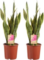 FloriaFor - Sanseveria, Vrouwentong - - ↨ 50cm - ⌀ 14cm