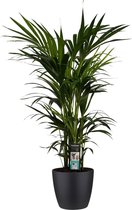 FloriaFor - Kentia Palm - Elho Brussels Black - - ↨ 120cm - ⌀ 27cm