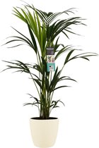 FloriaFor - Kentia Palm - Elho Brussels Soap - - ↨ 100cm - ⌀ 21cm