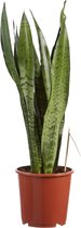 FloriaFor - Sanseveria, Vrouwentong - - ↨ 50cm - ⌀ 17cm